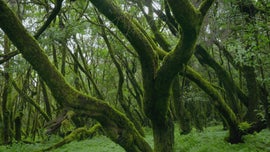 Imagem de Selvas do Oceano