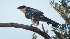 Imagem de Relatos da Vida Selvagem de Madrid