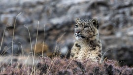 Imagem de O Reino Gelado do Leopardo das Neves