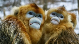 Imagem de Macacos Dourados - Enfrentando o Imposs�vel