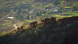 Imagem de Os Elefantes Intr�pidos de Yunnan