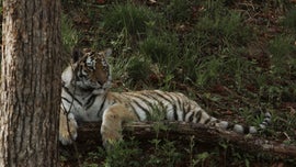 Imagem de Tigre da Sib�ria: O Reino Secreto