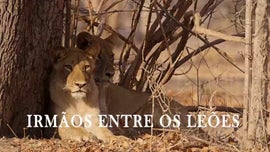 Imagem de Irm�os entre os Le�es