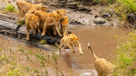 Imagem de A Caminhada at� ao Topo