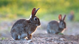 Imagem de Hisp�nia, Terra de Coelhos