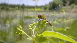 Imagem de O Paradoxo das Lib�lulas