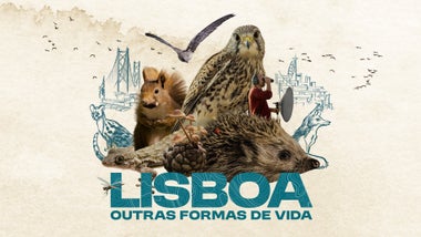 Imagem de Lisboa, Outras Formas de Vida