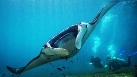 Imagem de Planadores Abissais