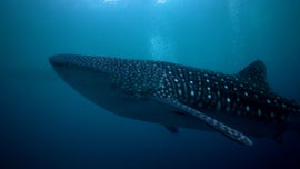 Imagem de Os Tubar�es das Maldivas