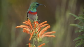 Imagem de O Apelo da Natureza