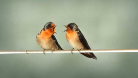 Imagem de Conversas Selvagens