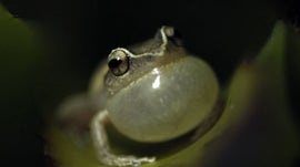 Imagem de Conseguem Ouvir-nos?