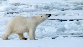 Imagem de Linguagens Secretas