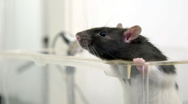 Imagem de Conseguem Sentir-nos?