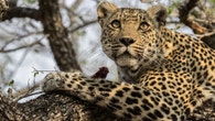 Guerra dos Tronos dos Leopardos
