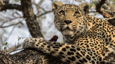 Imagem de Guerra dos Tronos dos Leopardos