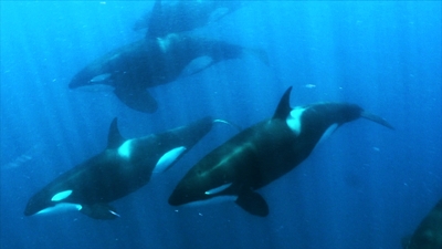 Orcas de Gibraltar: Ataques Estranhos