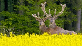 Imagem de Alemanha Selvagem