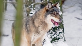 Imagem de Pol�nia Selvagem