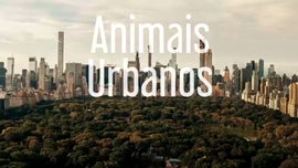 Imagem de Animais Urbanos