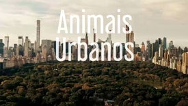Imagem do Programa / Episiódio - Animais Urbanos
