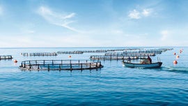 Imagem de Ser o Peixe Biolgico Realmente a Soluo?