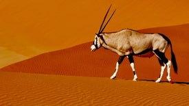 Imagem do Programa / Episiódio - As Maravilhas Naturais da Namíbia