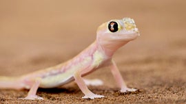 Imagem de A Vida no Limite