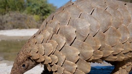 Imagem de Pequenos Her�is, Grandes Predadores