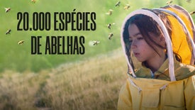 Imagem do Programa / Episiódio - 20.000 Espécies de Abelhas