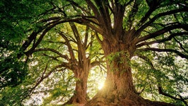 Imagem do Programa / Episiódio - O Incrível Reino das Plantas