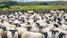 Imagem de Agrupamentos Inteligentes