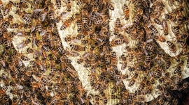 Imagem de Linguagens M�sticas