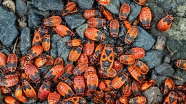 Imagem de For�as Misteriosas