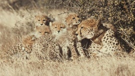 Imagem de Um Grupo de Chitas Nunca Visto