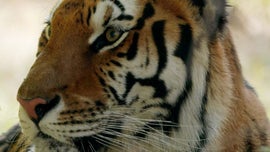 Imagem de M�fias e Quadrilhas