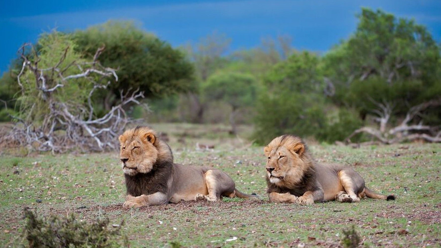 Imagem de O Lado Selvagem de África