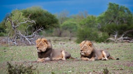 Imagem de O Lado Selvagem de �frica