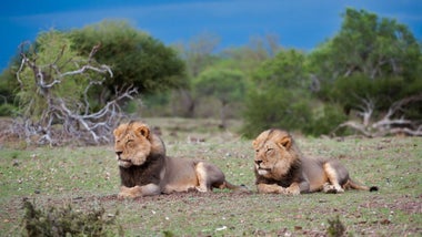 Imagem de O Lado Selvagem de África