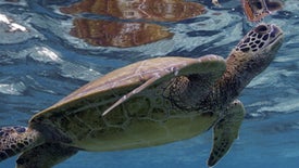 Imagem do Programa / Episiódio - A Odisseia das Correntes Oceânicas