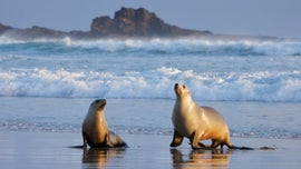 Imagem de Nova Vida, Nova Esperan�a:  As Esp�cies em Perigo da Pen�nsula de Otago