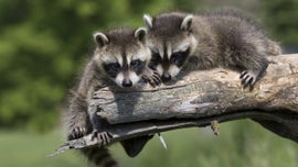 Imagem de Bandidos Mascarados