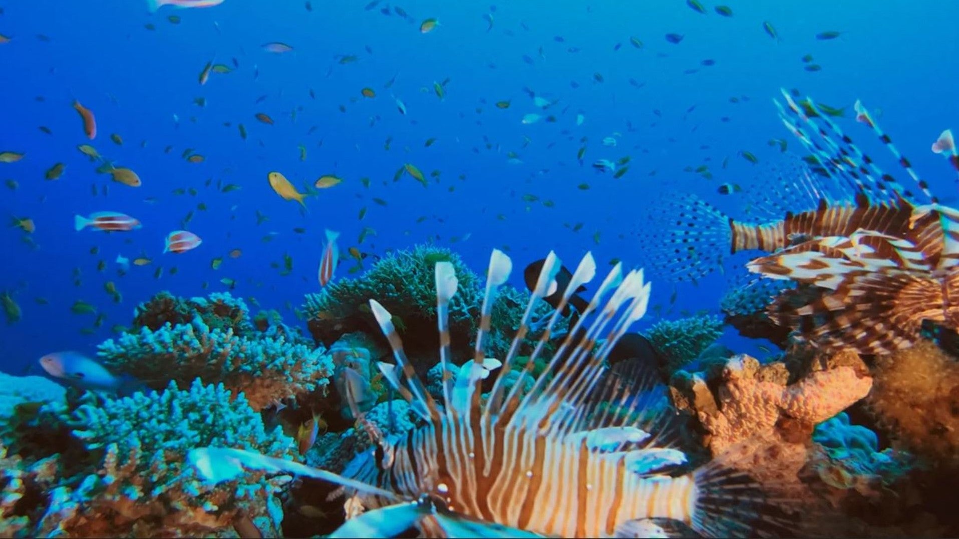 Imagem do Programa / Episiódio - As Maravilhas Aquáticas da Austrália - Junto à Grande Barreira de Corais