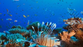 Imagem de As Maravilhas Aquticas da Austrlia - Junto  Grande Barreira de Corais