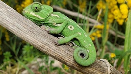 Imagem de Madagscar o Grande Carnaval dos Camalees