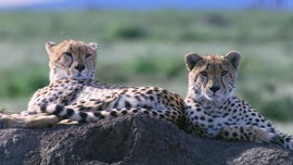 Imagem de Serengueti