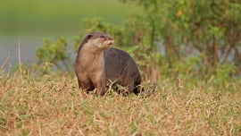 Imagem de O Meu Dirio das Lontras