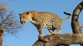 Imagem de Contagem Decrescente para Caar