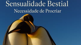Imagem de Sensualidade Bestial: Necessidade de Procriar