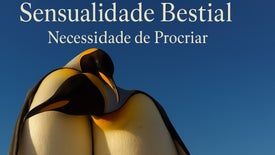Imagem do Programa / Episiódio - Sensualidade Bestial: Necessidade de Procriar